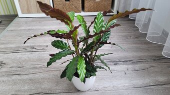 Kalatea (Calathea rufibarba) - 4
