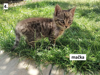 Darujem mačiatka - 4