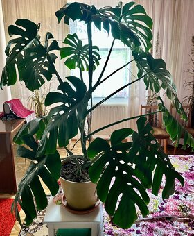Monstera delicosa XXL - 4