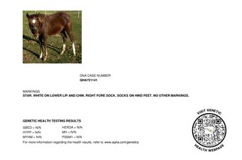 1,5 ročný AQH žrebec, skvelá stará línia - 4