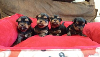 Yorkshire terrier - šteniatka s PP - 4