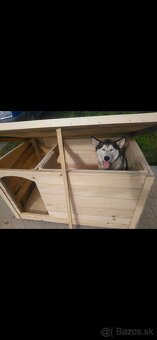 Eco buda pre psa. - 4