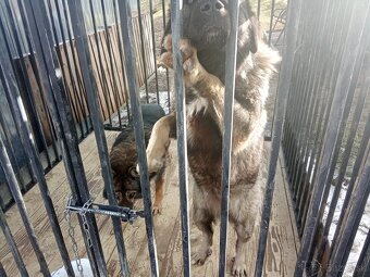 Kaukazský ovčiak - 4