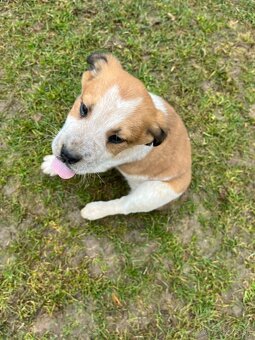 Darujem šteniatko - 4