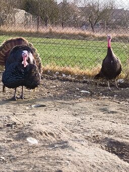 Morka bronzová NV - 4