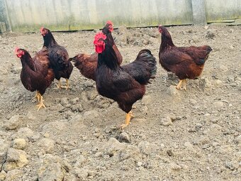 Rodajlendka nasadove vajcia - 4