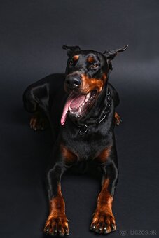 Doberman chovný pes - na krytie - 4