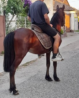 Predam sportovy welsh pony - 4