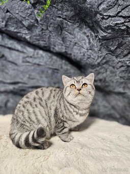 Britske maciatka s PP - 4