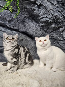 Britské mačiatka s PP - 4