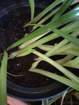 Zornice cibule 3 kvetináče - 4