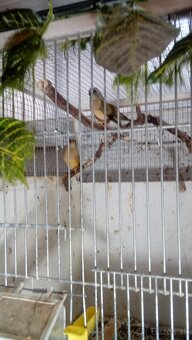 Amadina guldová červenohlavá-prírodná - 4