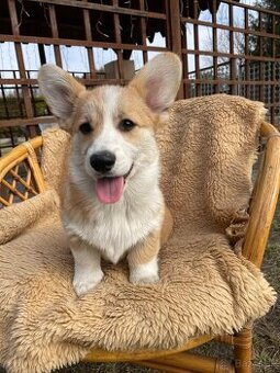 corgi - 4