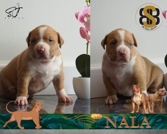 American Bully XL - 4