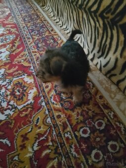 YorkshireTerrier - - 4