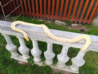 Pytón Tmavý / Python Bivittatus - 4