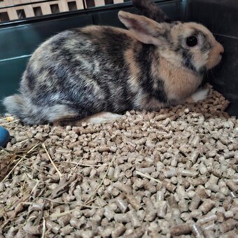 Predám zakrslého zajka – 3 mesiace (s klietkou a doplnkami) - 4