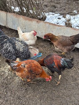 Predám mladých kohútov - 4