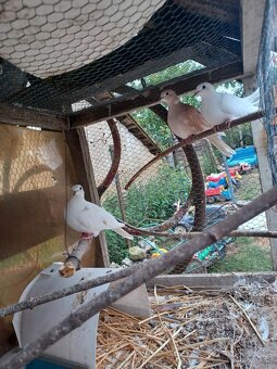 Hrdličky chichotavé - 4