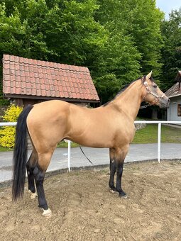 Pripúštanie American Quarter Horse (AQH) - 4