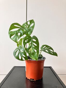 Monstera adansonii - 4