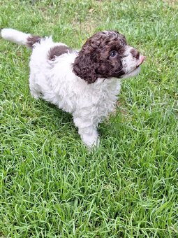 Lagotto romagnolo - psi - 4