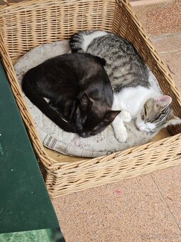 4 mesačná mačička - 4