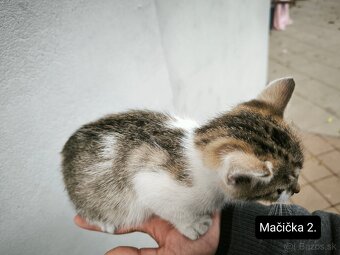 Darujeme mačiatka - 4