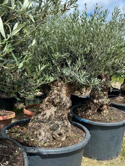 Predám Olivy Bonsai - 4