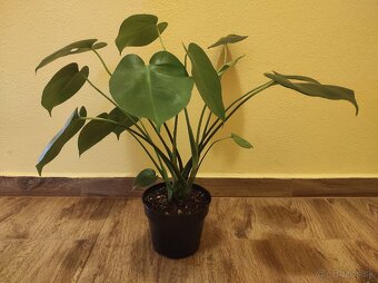 MONSTERA DELICIOSA - 4