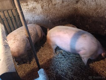 Predám ošípané - 4