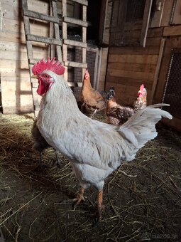 predám kohútov - 4