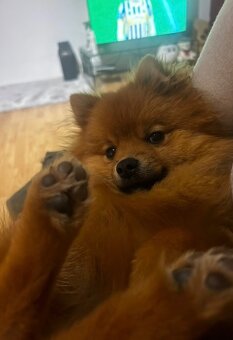 Pomeranian na krytie - 4