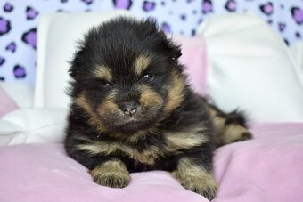 Pomeranian s PP steniatka - 4