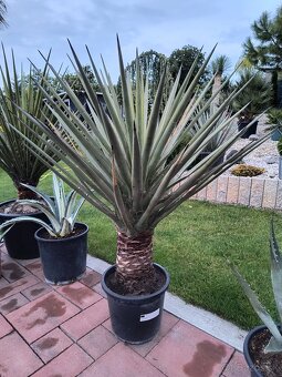 Sabal brazoriensis mrazuvzdornu palmu -16 - 4