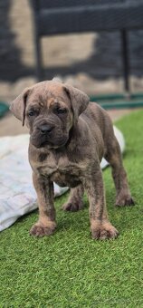 Cane Corso s PP - 4