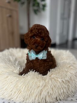 Toy uszkár , poodle , Pudel, pudlik - 4