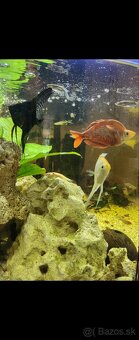 Predám panoramatické akvárium 200l, komplet alebo zvlášť - 4