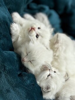 Sibírska mačka - Nevská maškaráda - 4