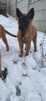 Belgický ovčiak - 4