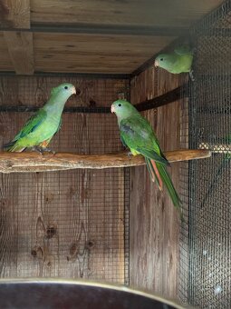 Papagáj nádherný (baraband) - 4