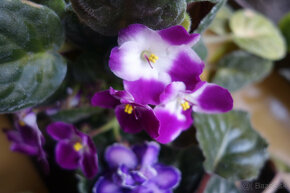 Saintpaulia - kvitnúce mladé fialky - 4