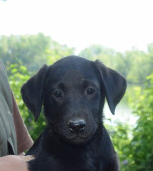Labrador Retriever - 4