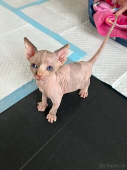 Don Sphynx - 4