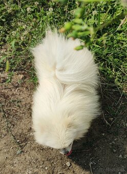 Pomeranian Extra Mini s PP - 4