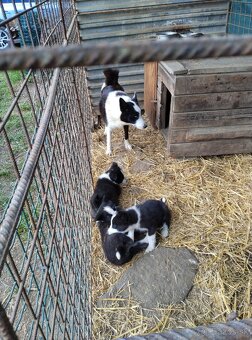 Šteňatá Karelsky Medvedí pes - 4