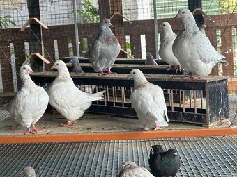 Holuby Texan , texany - 4