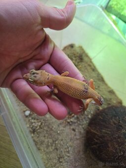 Gekončik nočný - 4