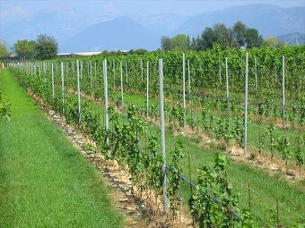 Čistenie pozemkov, Kosenie, Mulčovanie, Vinice na kľúč - 4