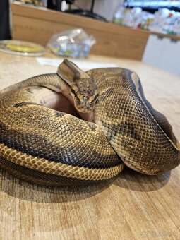 Python regius - 4